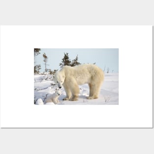 Mom and polar bear cub Posters and Art